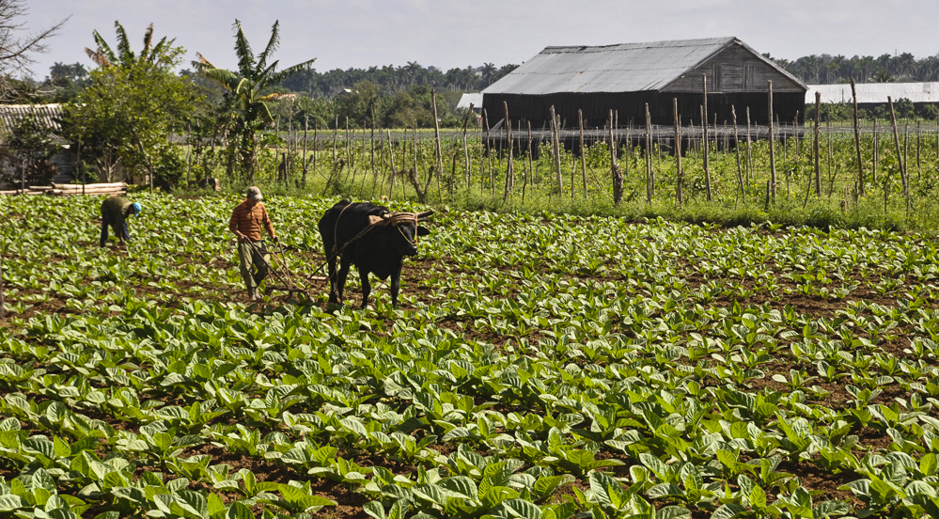 ¿Qué sucede con el cultivo del plátano y con el programa arrocero en Cuba? (+ Video)