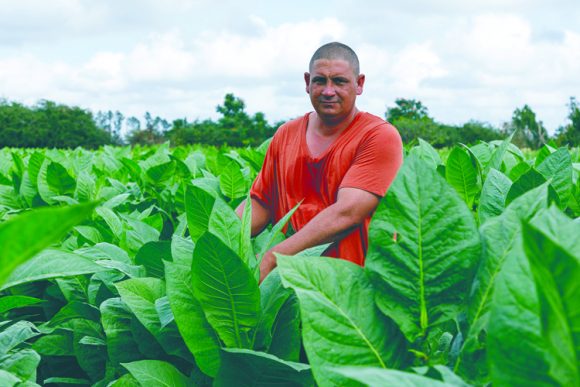 Pinar del Río: Las Guásimas, la tierra próspera para el tabaco (+Fotos)